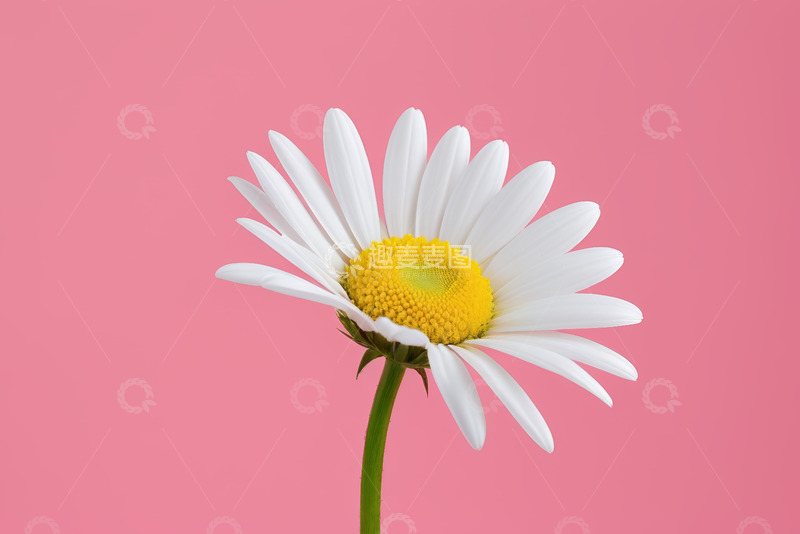 高清大图下载【趣麦麦图】粉色背景下的白色雏菊