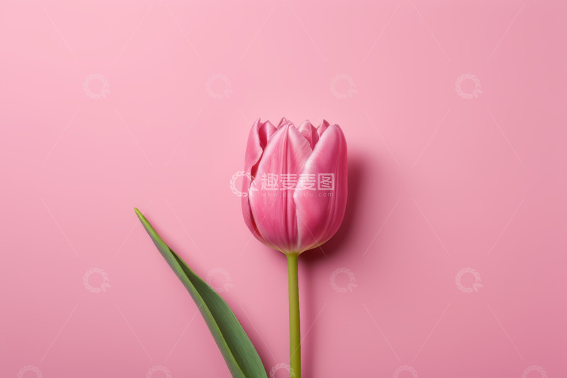 高清大图下载【趣麦麦图】粉色背景上的单支郁金香