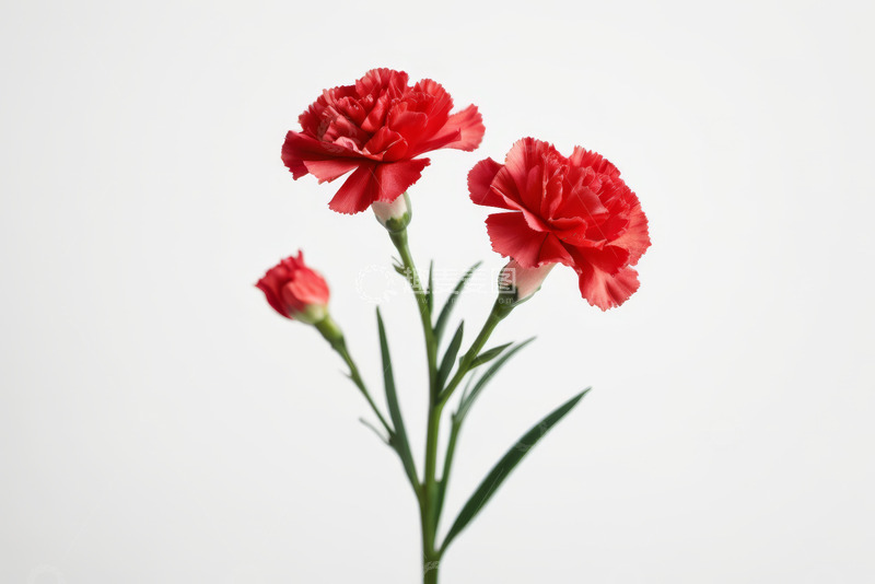 高清大图下载【趣麦麦图】红色康乃馨花卉特写