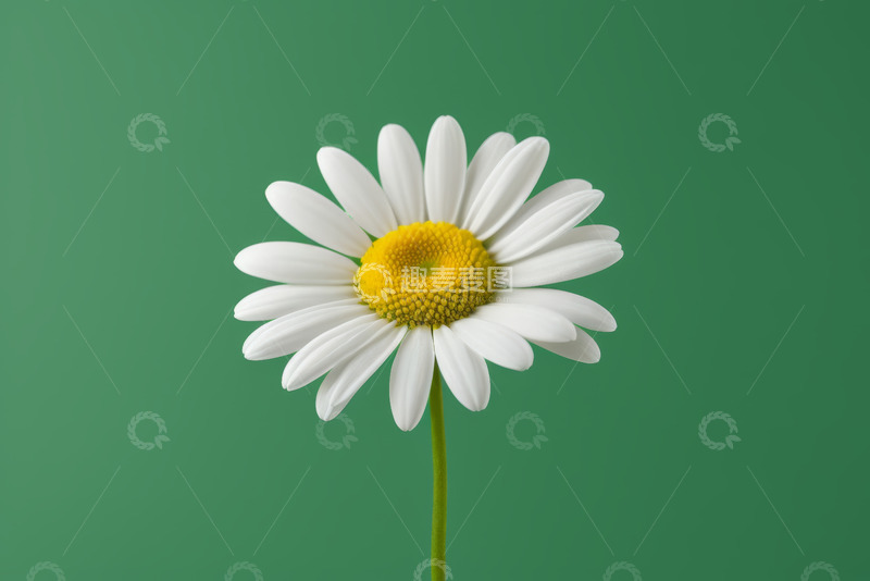 高清大图下载【趣麦麦图】绿色背景下的白色雏菊