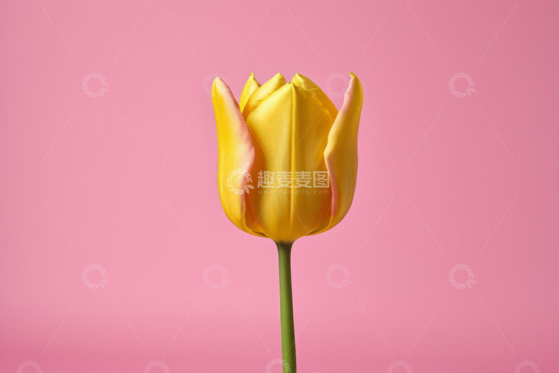 高清大图下载【趣麦麦图】粉色背景黄色郁金香