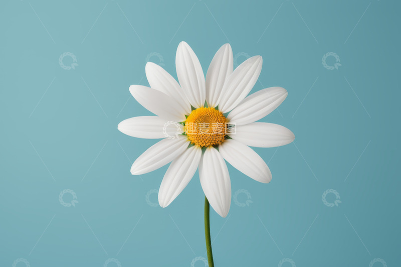 高清大图下载【趣麦麦图】蓝色背景下的白色雏菊特写