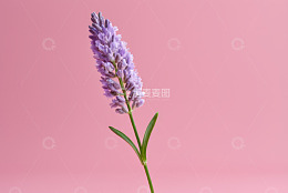 粉色背景下的单支薰衣草