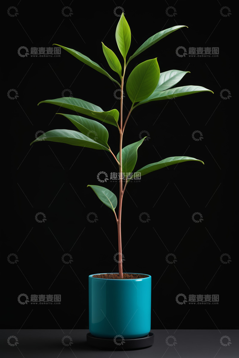 高清大图下载【趣麦麦图】蓝色花盆中的绿色植物