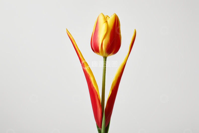高清大图下载【趣麦麦图】红黄双色郁金香特写