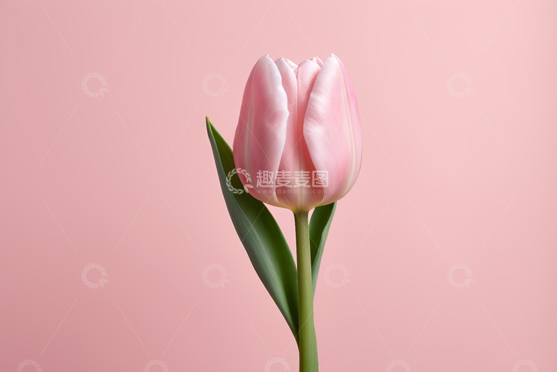 高清大图下载【趣麦麦图】粉色背景上的单支郁金香
