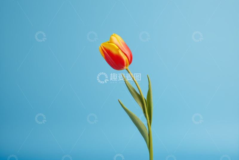 高清大图下载【趣麦麦图】蓝色背景下红黄相间郁金香