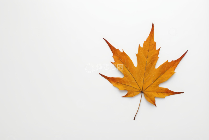 高清大图下载【趣麦麦图】白色背景上的单片枫叶