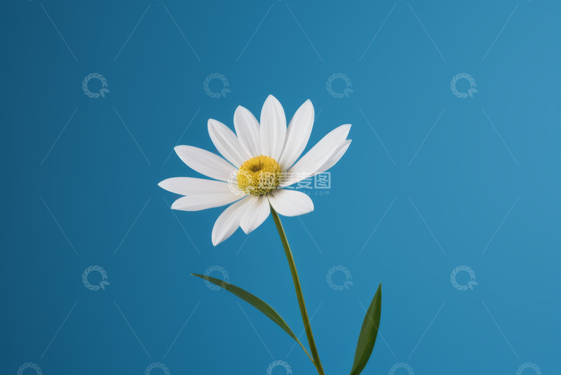 高清大图下载【趣麦麦图】蓝色背景下的白色雏菊特写