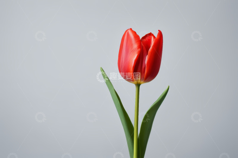 高清大图下载【趣麦麦图】红色郁金香特写