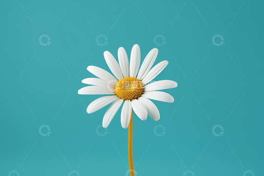 蓝色背景下的白色雏菊