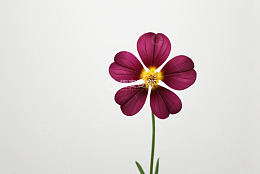 紫色花朵特写