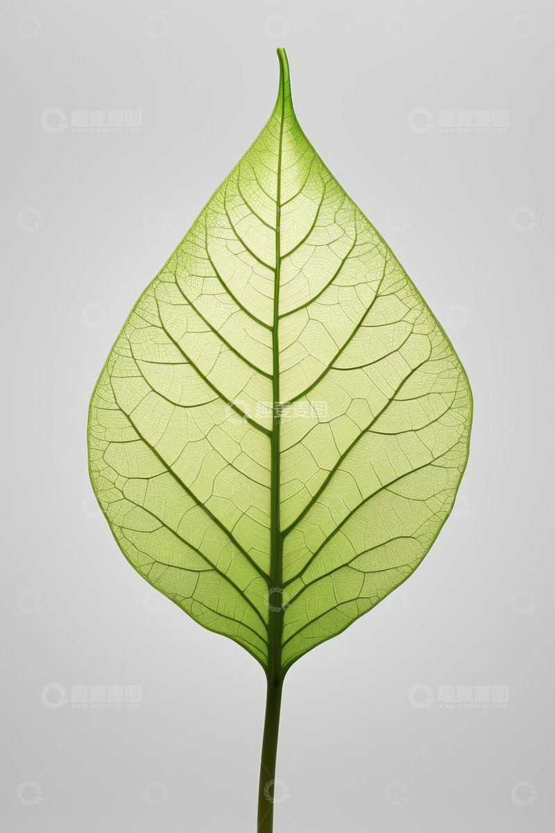 高清大图下载【趣麦麦图】绿色植物叶片特写素材