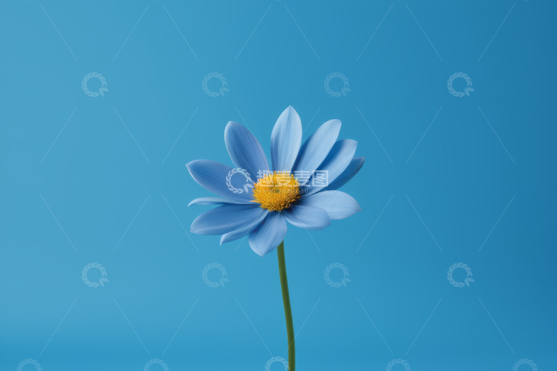 高清大图下载【趣麦麦图】蓝色花朵特写