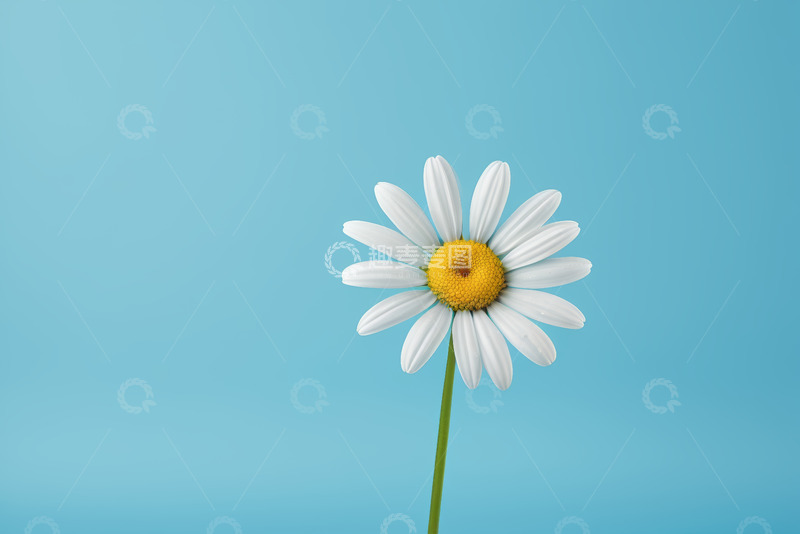 高清大图下载【趣麦麦图】蓝色背景白色雏菊特写