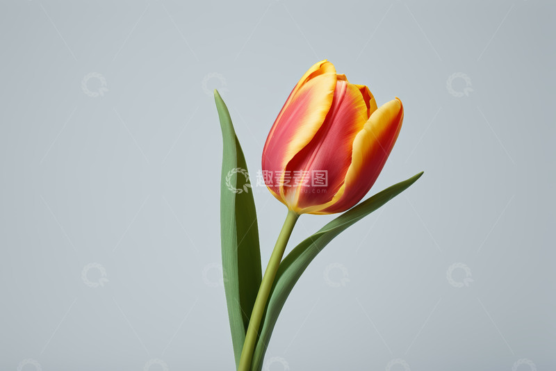 高清大图下载【趣麦麦图】红黄双色郁金香特写