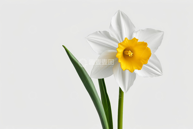 高清大图下载【趣麦麦图】白色水仙花朵特写