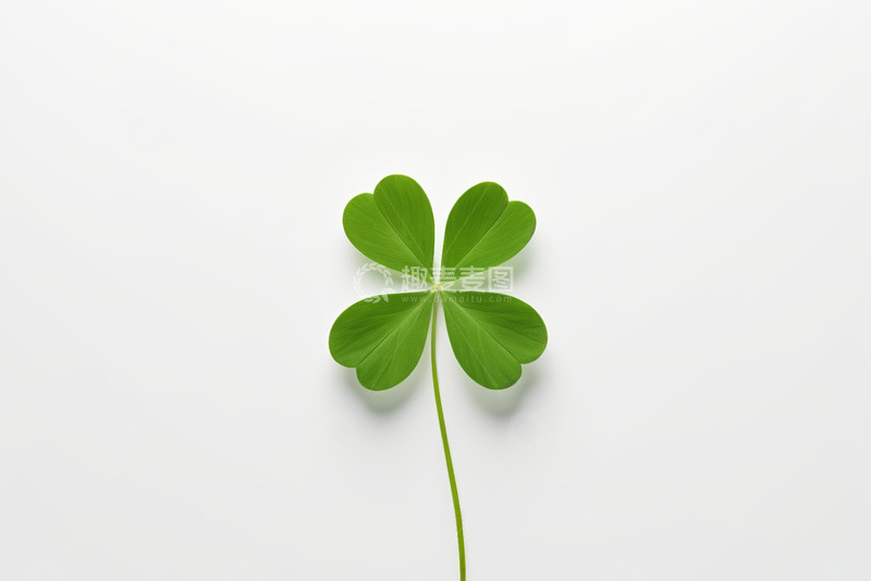 高清大图下载【趣麦麦图】绿色四叶草特写