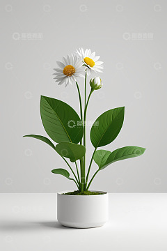 白色花盆中的雏菊绿植