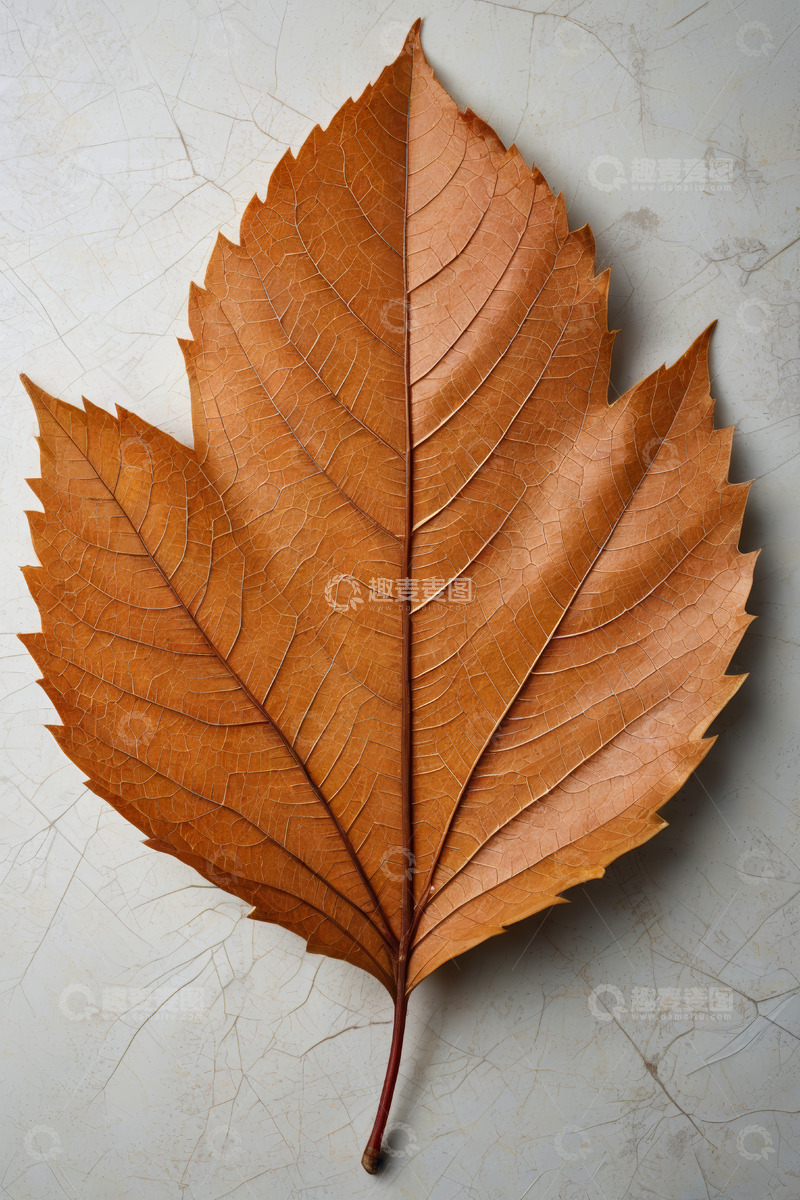 高清大图下载【趣麦麦图】棕色树叶特写
