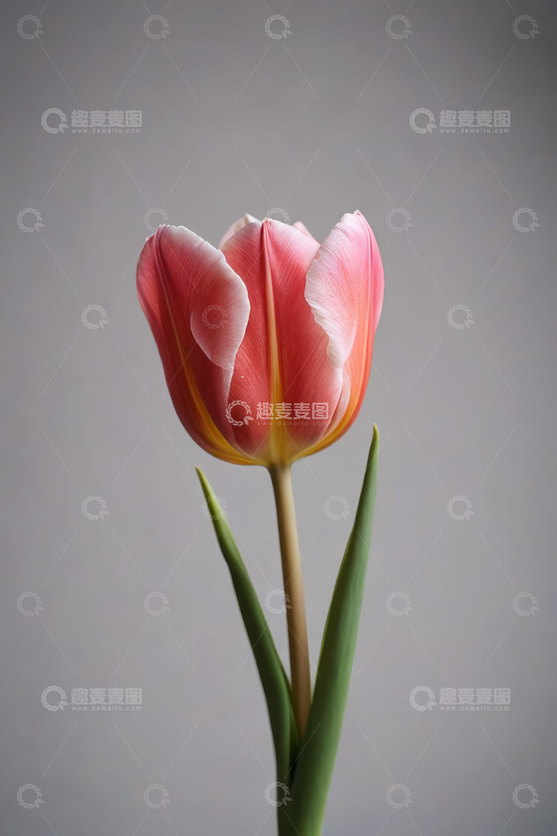 高清大图下载【趣麦麦图】单枝粉色郁金香特写