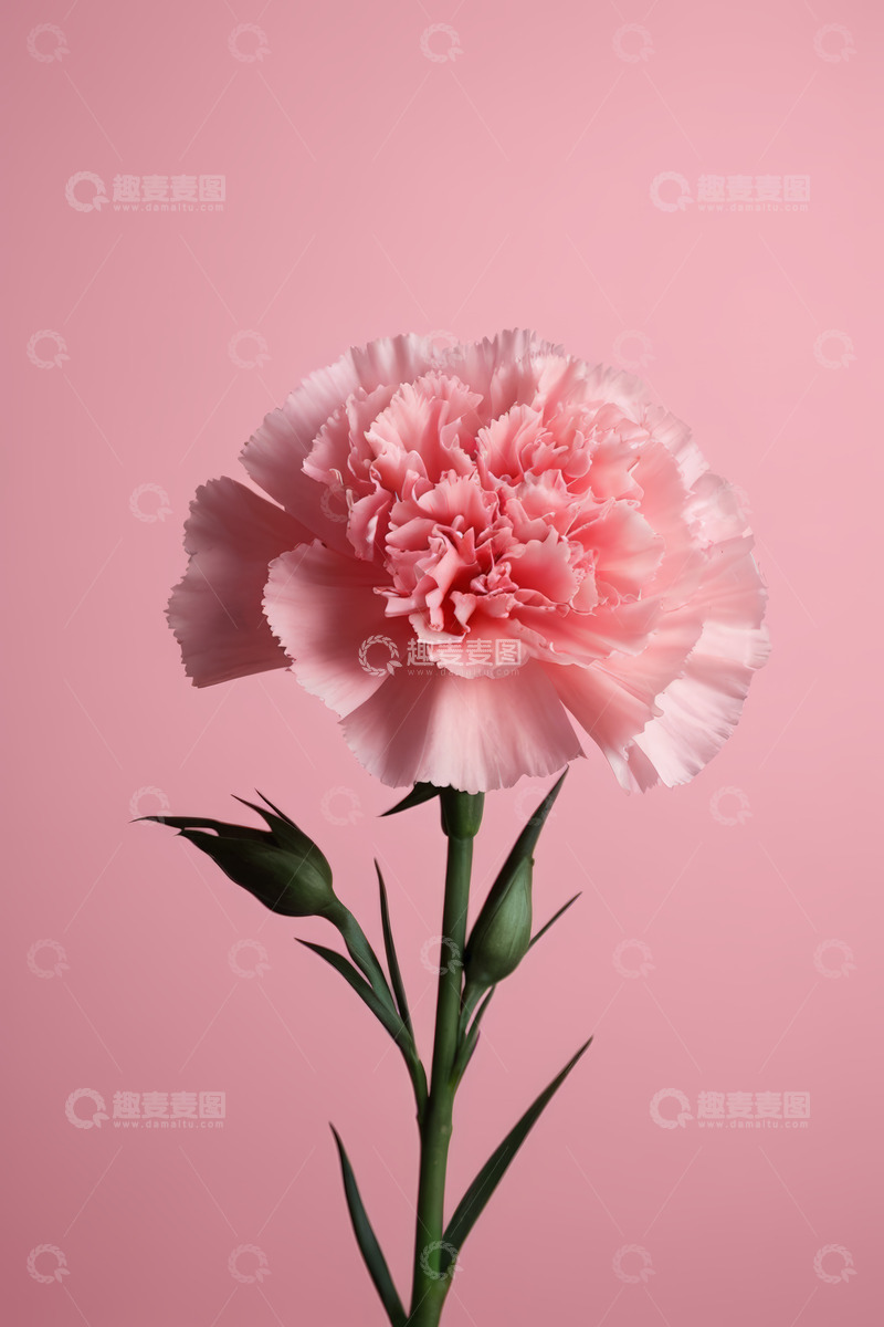 高清大图下载【趣麦麦图】粉色康乃馨特写