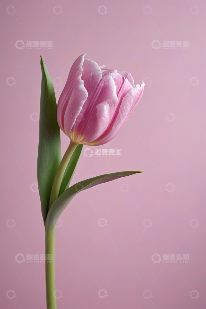 高清大图下载【趣麦麦图】粉色背景单支粉色郁金香