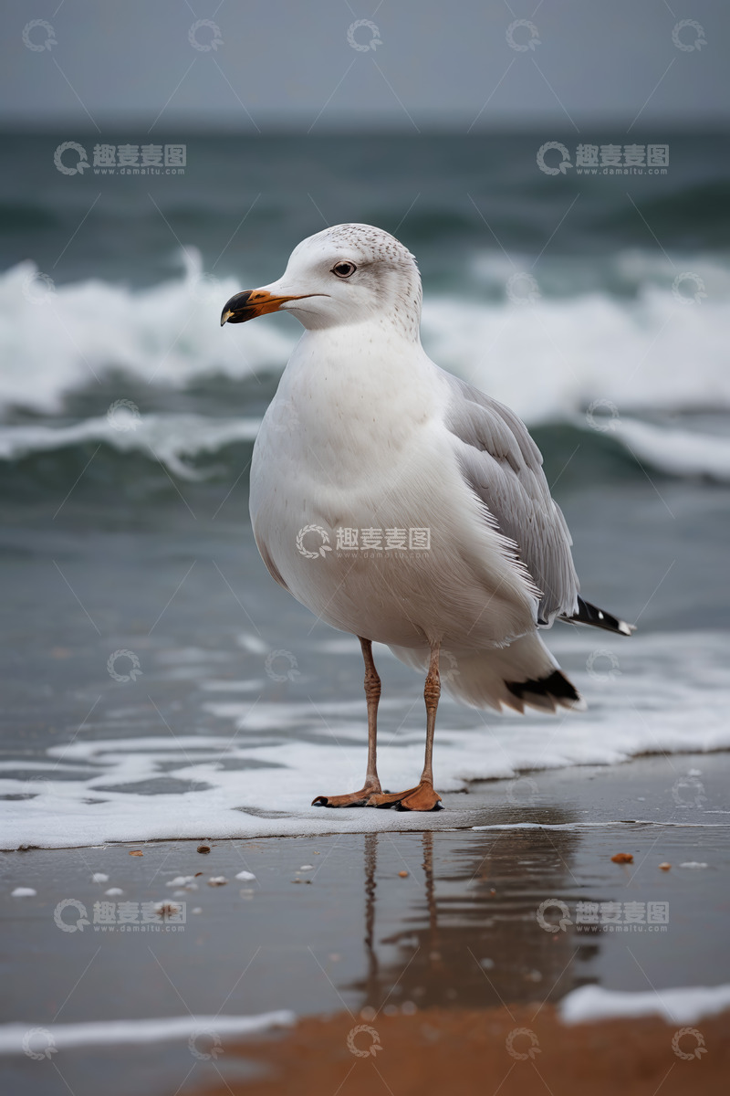 高清大图下载【趣麦麦图】海滩上站立的海鸥