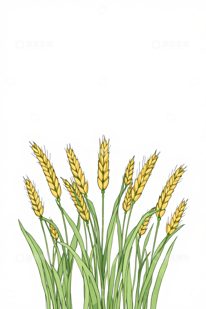 高清大图下载【趣麦麦图】插画风格成熟麦穗