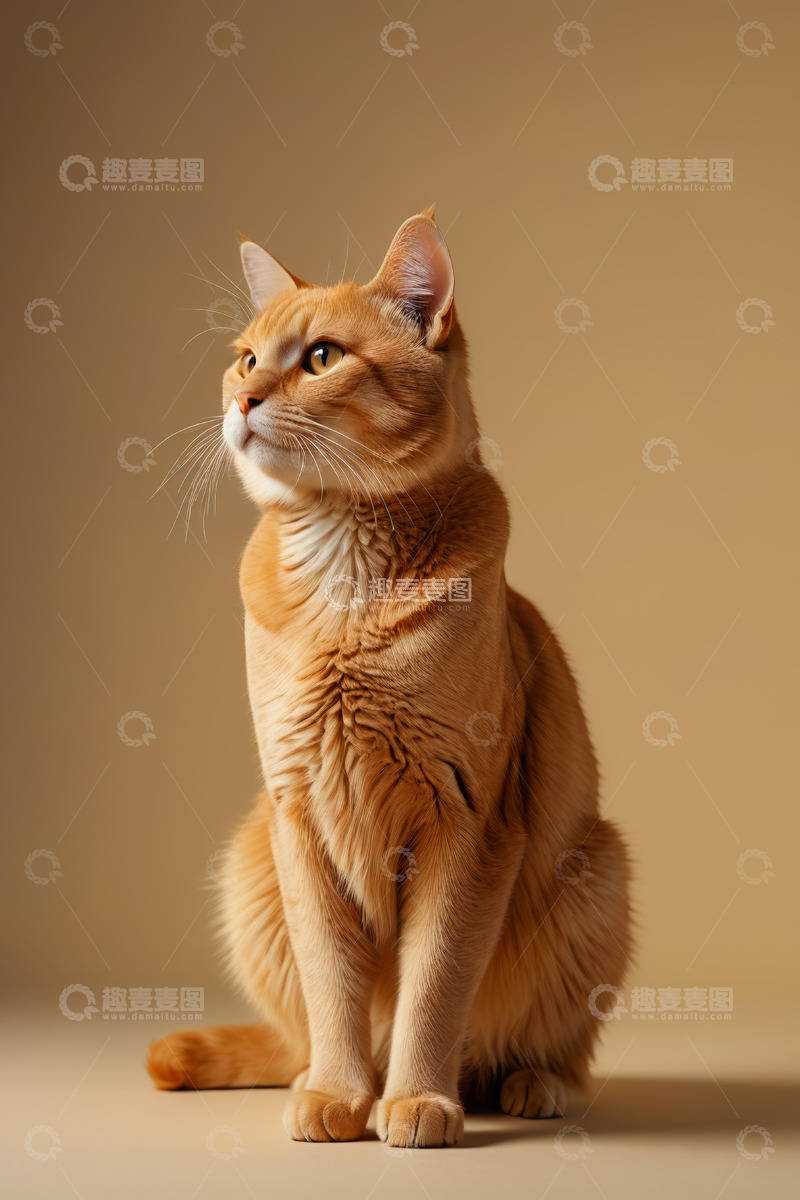 高清大图下载【趣麦麦图】橘色猫咪端坐侧头特写