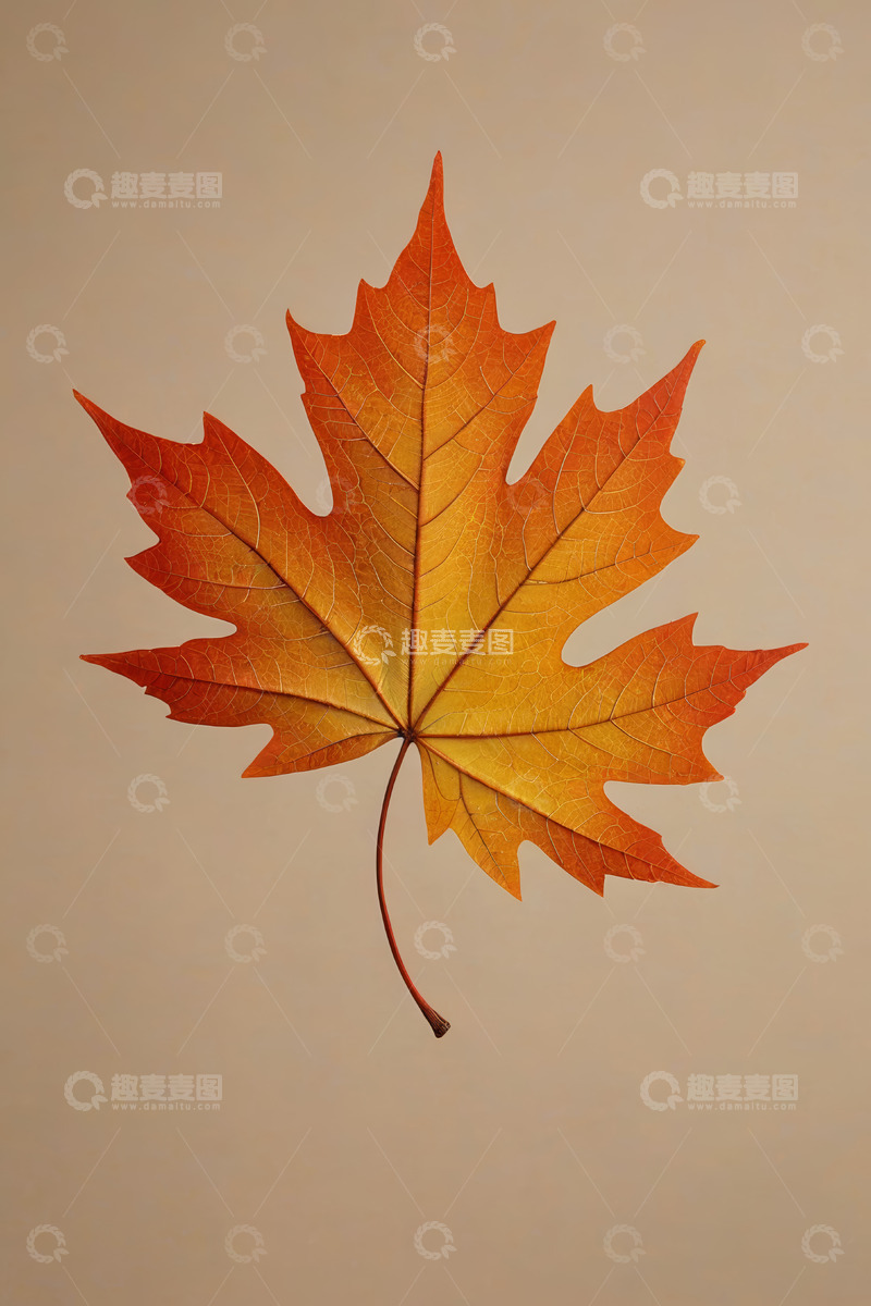 高清大图下载【趣麦麦图】橙黄色枫叶特写