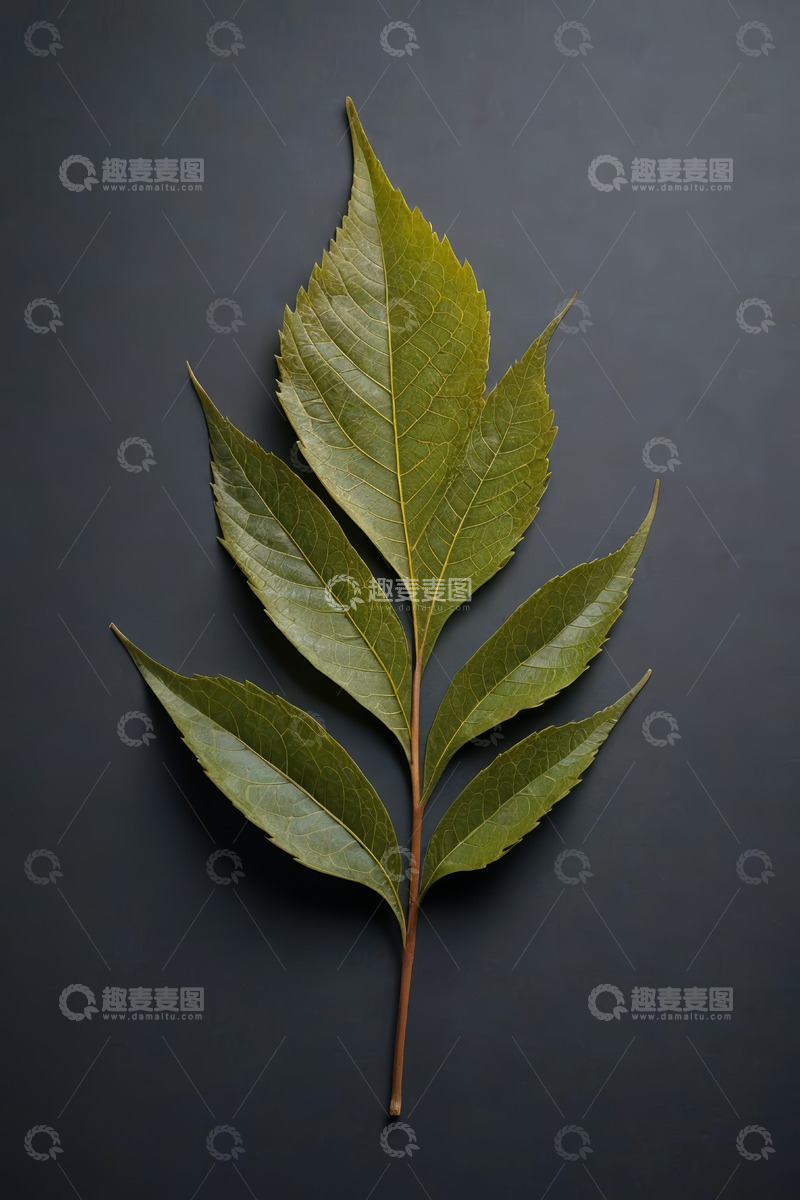 高清大图下载【趣麦麦图】单枝绿叶特写