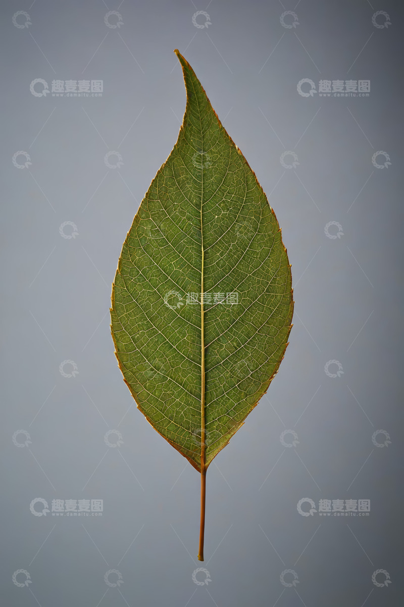 高清大图下载【趣麦麦图】单枚绿叶特写