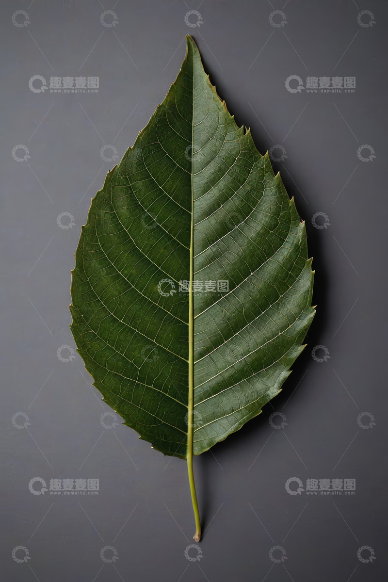 高清大图下载【趣麦麦图】单片绿色植物叶片特写