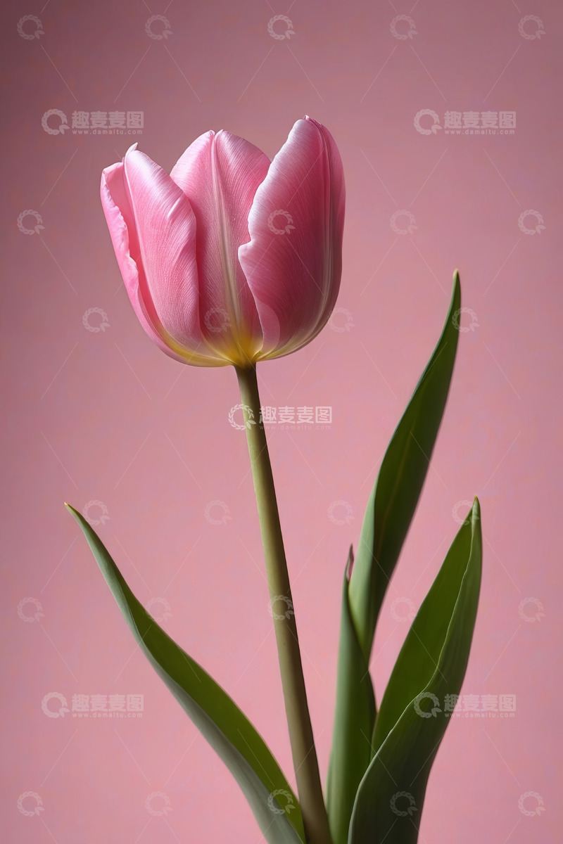 高清大图下载【趣麦麦图】粉色郁金香特写