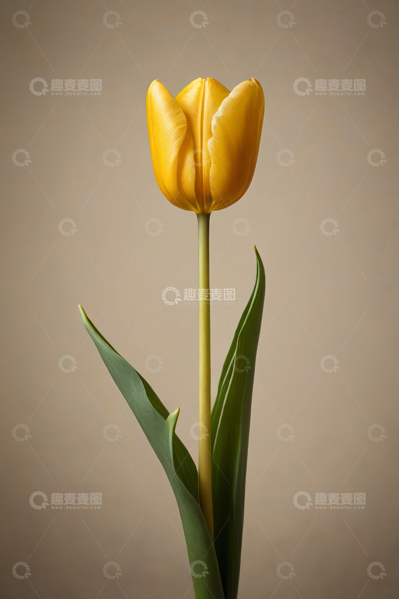 高清大图下载【趣麦麦图】黄色郁金香特写