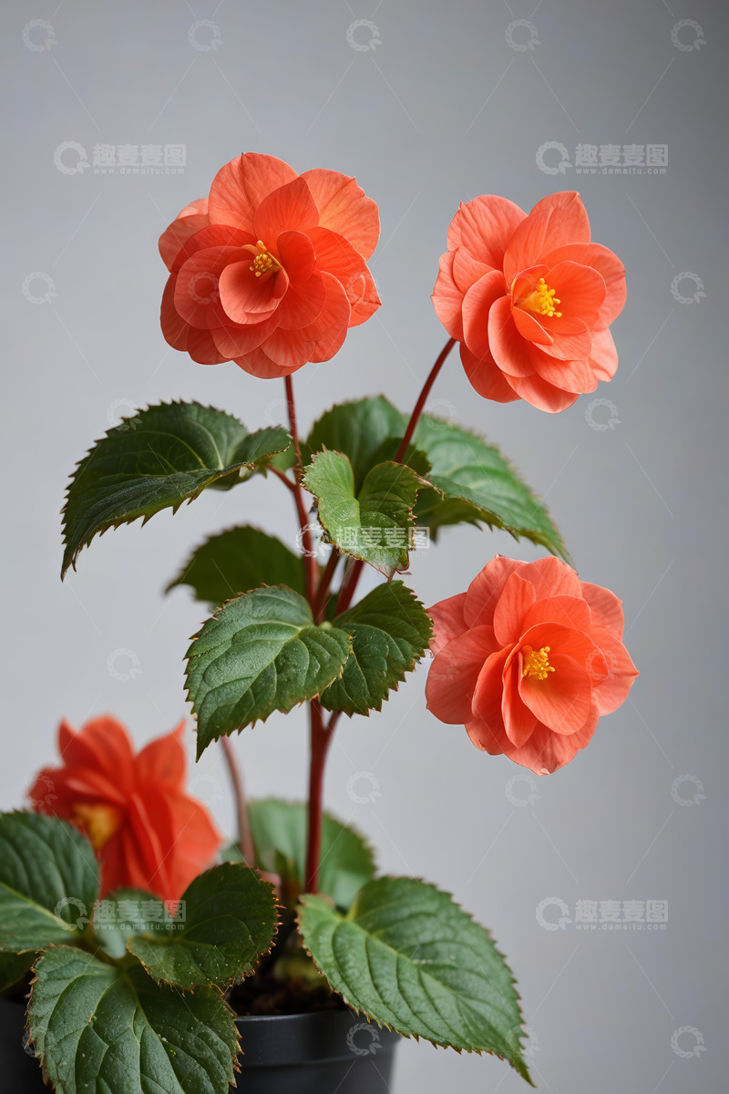 高清大图下载【趣麦麦图】橙红色花卉盆栽特写