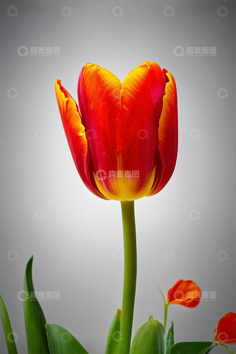 高清大图下载【趣麦麦图】红黄相间郁金香特写
