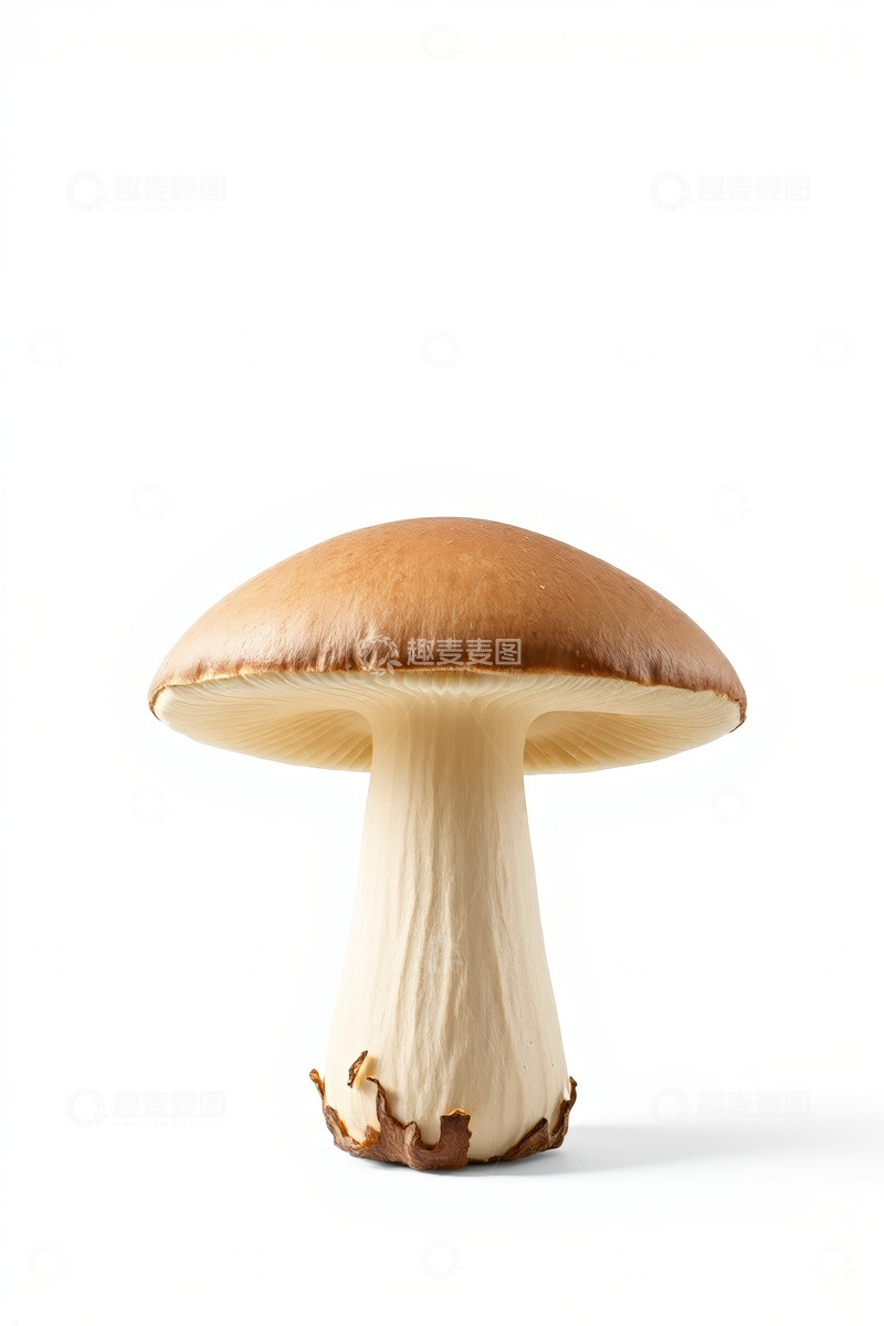 高清大图下载【趣麦麦图】白色背景下的蘑菇特写