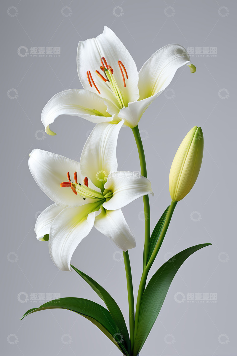 高清大图下载【趣麦麦图】白色百合花特写