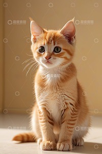 可爱小橘猫室内端坐特写