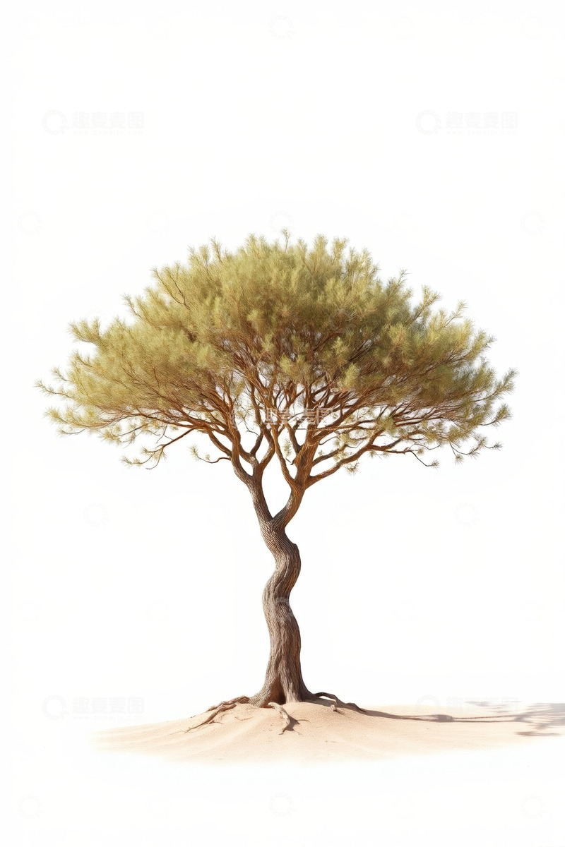 高清大图下载【趣麦麦图】单棵松树于沙地背景