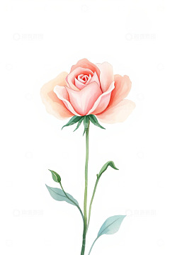 手绘粉色玫瑰花插画素材