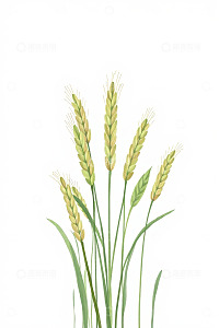 手绘绿色小麦麦穗