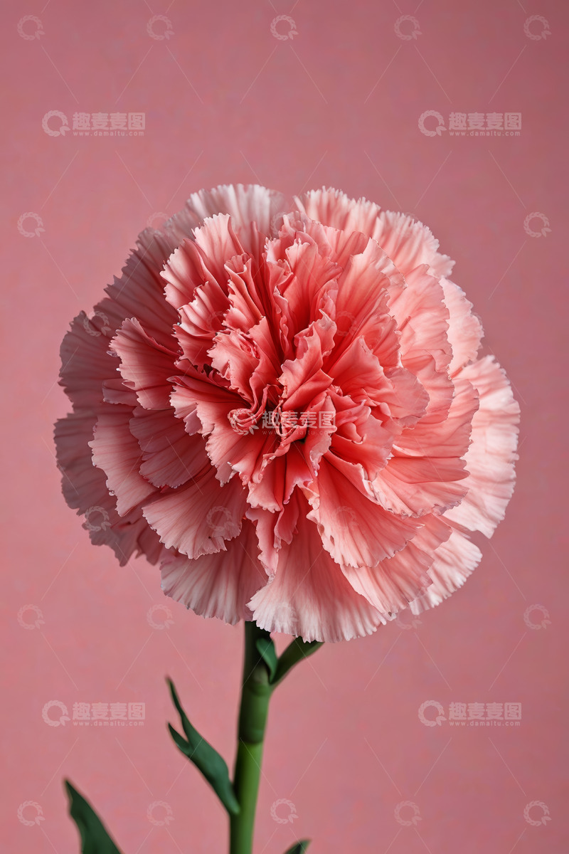 高清大图下载【趣麦麦图】粉色康乃馨特写