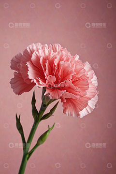 粉色康乃馨特写