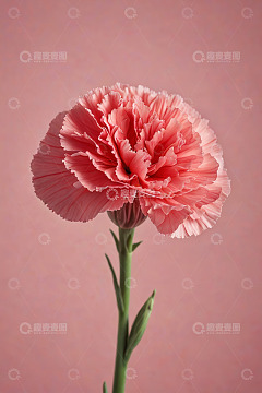 粉色康乃馨特写