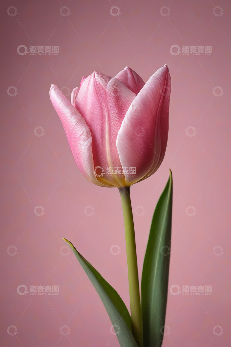 高清大图下载【趣麦麦图】粉色郁金香特写
