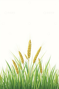 麦穗与青草的自然景象