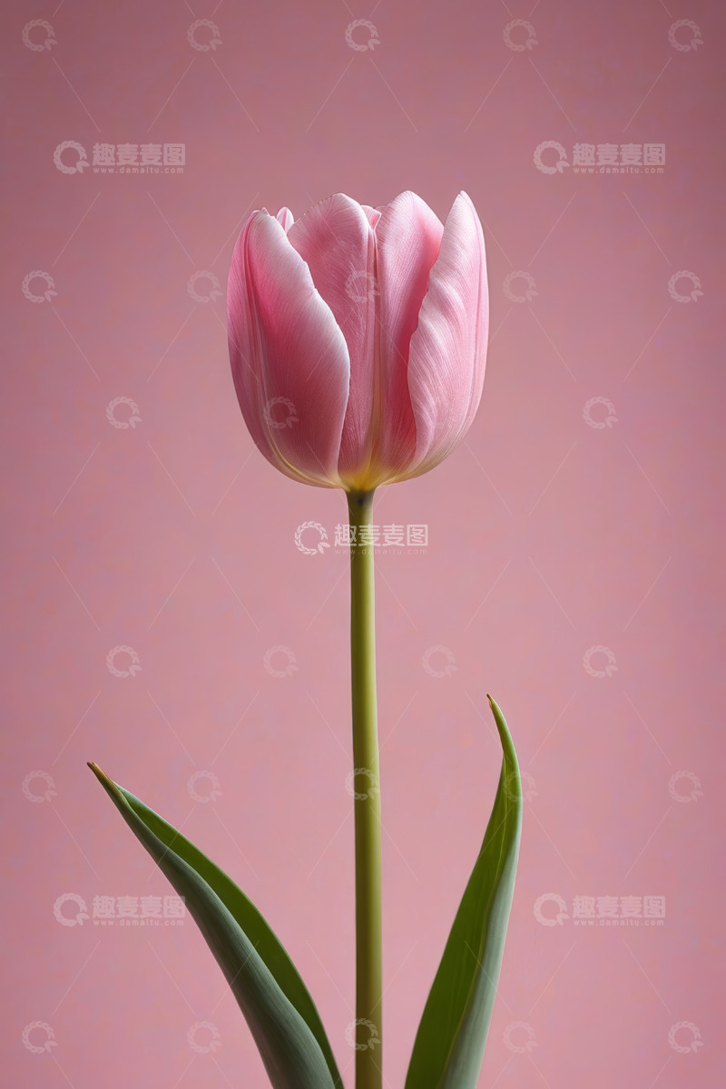 高清大图下载【趣麦麦图】粉色背景下的单株郁金香
